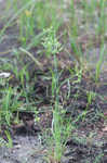 Tropical flatsedge